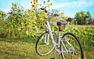 Do. 20.05. – 25.05.2027 Radreise in den Wienerwald