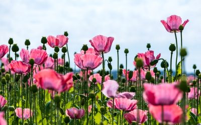 Sa.27.06.2026 Gartenschau Oschatz und Schloss Wermsdorf