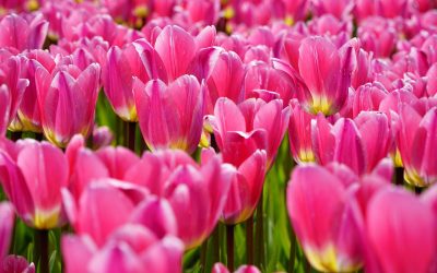 So.19.04.2026 Tulpenfest im Holländischen Viertel Potsdam