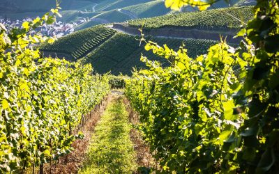 So.13.09. – Do17.09.2026 Die Vulkaneifel – wo Deutschland brodelt