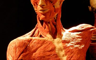 Sa.11.04.2026 Chemnitz – Körperwelten